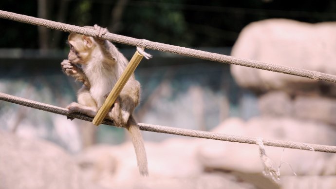 点击大图看下一张：一组欢快玩耍的猴子图片