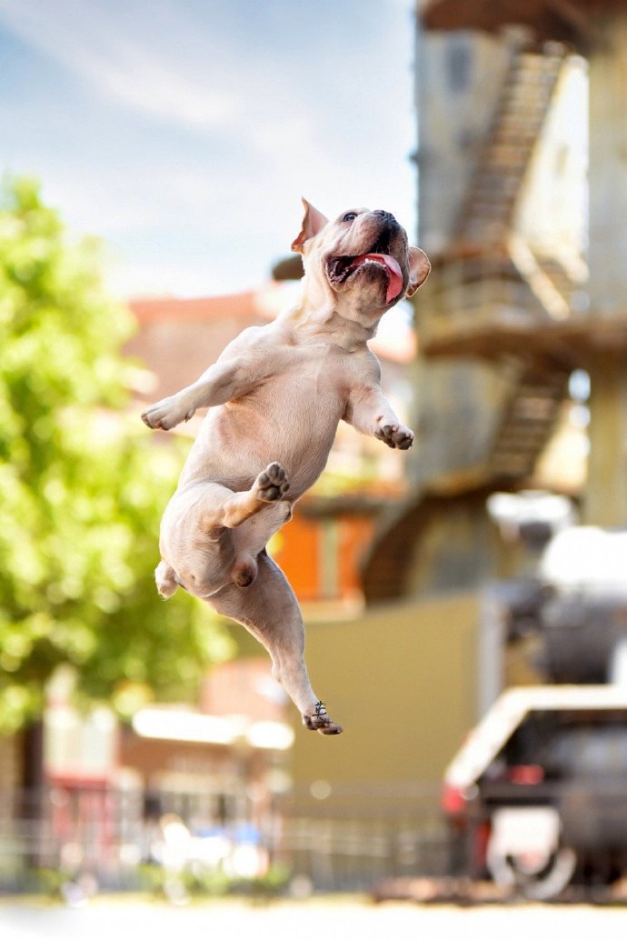 点击大图看下一张：一组玩飞盘的法斗犬图片