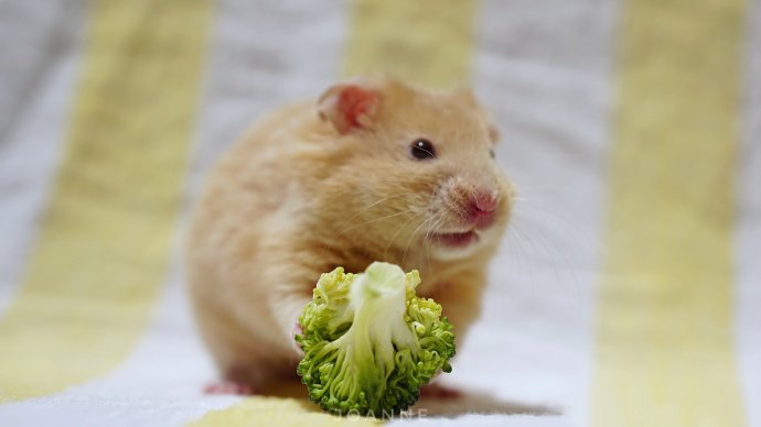 点击大图看下一张：一组吃西兰花的小仓鼠图片