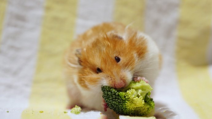 点击大图看下一张：一组吃西兰花的小仓鼠图片