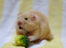 一组吃西兰花的小仓鼠图片