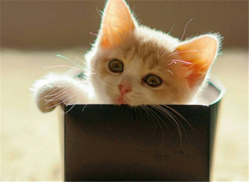 点击大图看下一张：小小的萌萌的猫咪图片