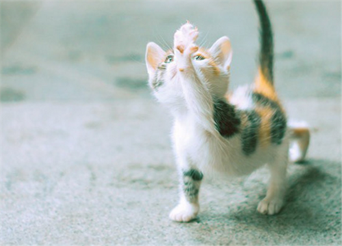 点击大图看下一张：小小的萌萌的猫咪图片