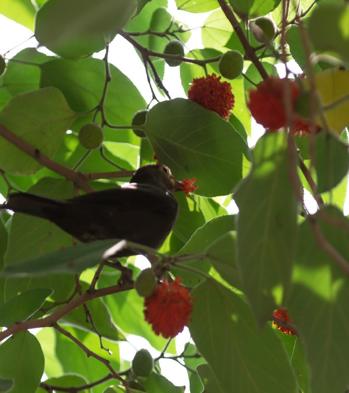 点击大图看下一张：鸟儿吃红果果