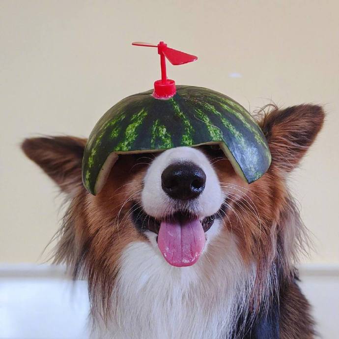 点击大图看下一张：超可爱戴西瓜帽子的狗狗