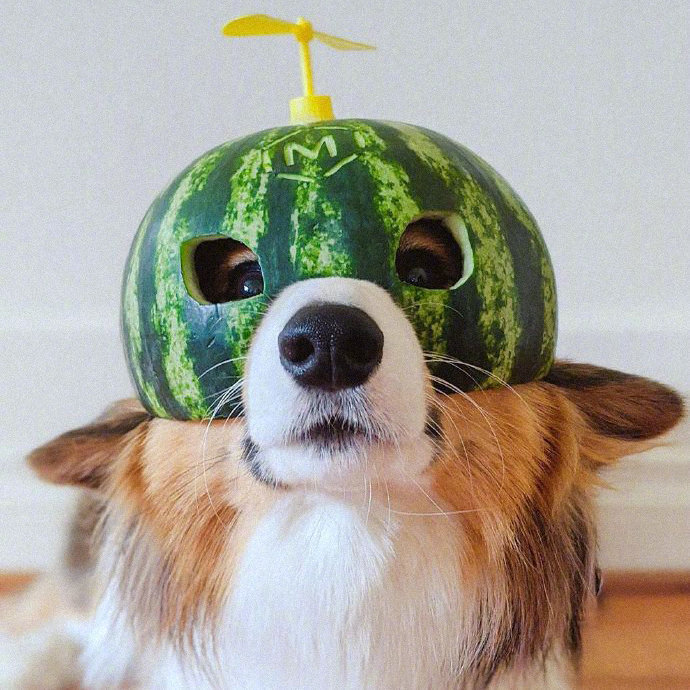 点击大图看下一张：超可爱戴西瓜帽子的狗狗