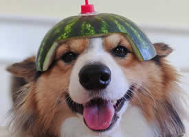 超可爱戴西瓜帽子的狗狗
