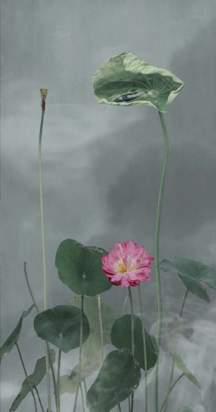 点击大图看下一张:叶浮新绿来心上,花露微红在眼前