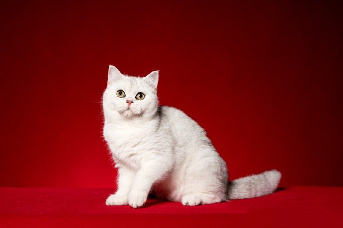 点击大图看下一张：一组漂亮的猫咪摄影美图