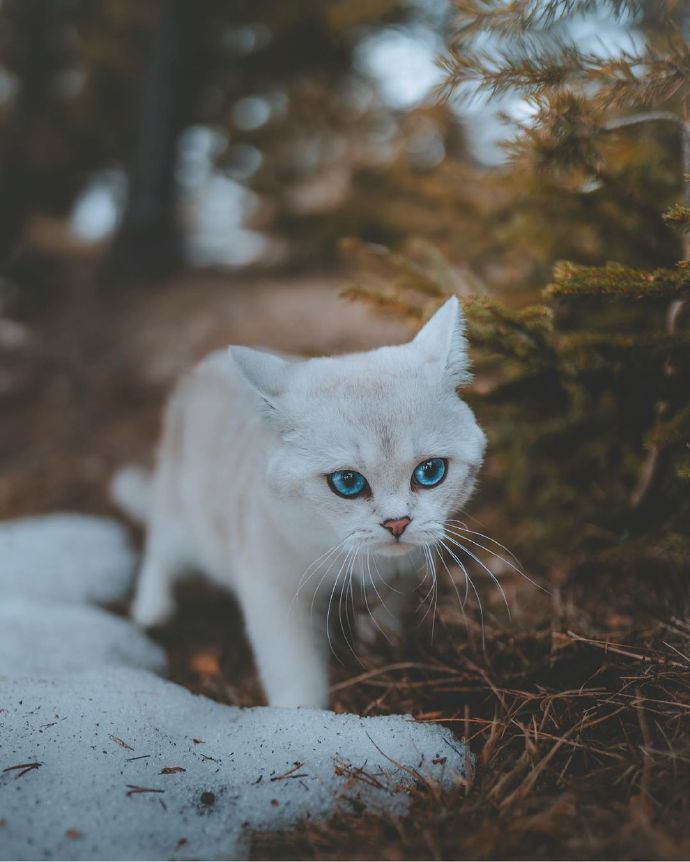 点击大图看下一张：小小白猫，心中也装着世界的广阔