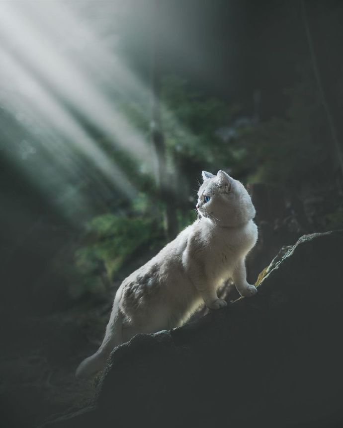 点击大图看下一张：小小白猫，心中也装着世界的广阔