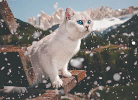 小小白猫，心中也装着世界的广阔