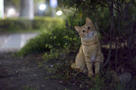 点击大图看下一张：摄影师镜头下的橘猫，太可爱了