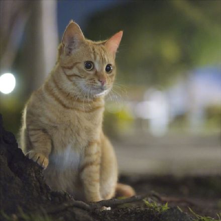 点击大图看下一张：摄影师镜头下的橘猫，太可爱了