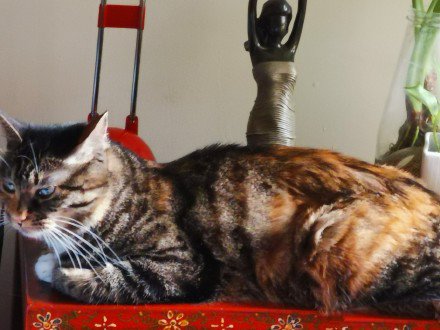 点击大图看下一张:趴在柜子上的猫咪图片