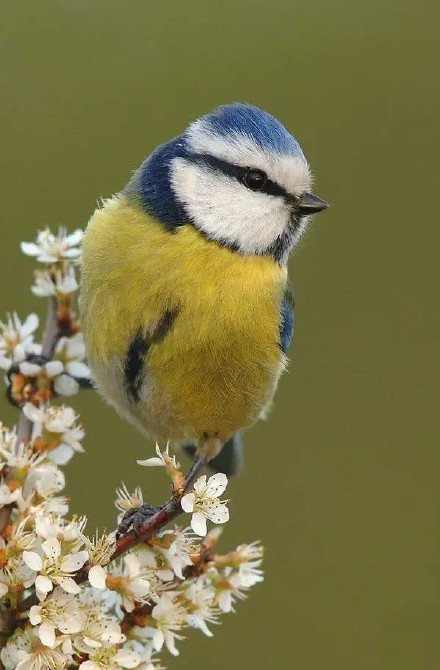点击大图看下一张：大自然里漂亮的小鸟图片