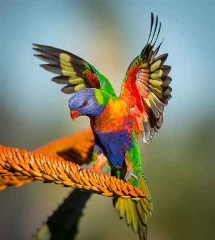 点击大图看下一张：大自然里漂亮的小鸟图片
