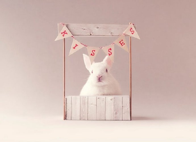 点击大图看下一张：一组超可爱奶萌奶萌的兔子