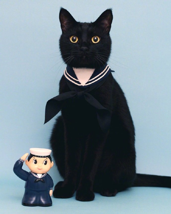 点击大图看下一张：一只具有贵族气质的黑猫