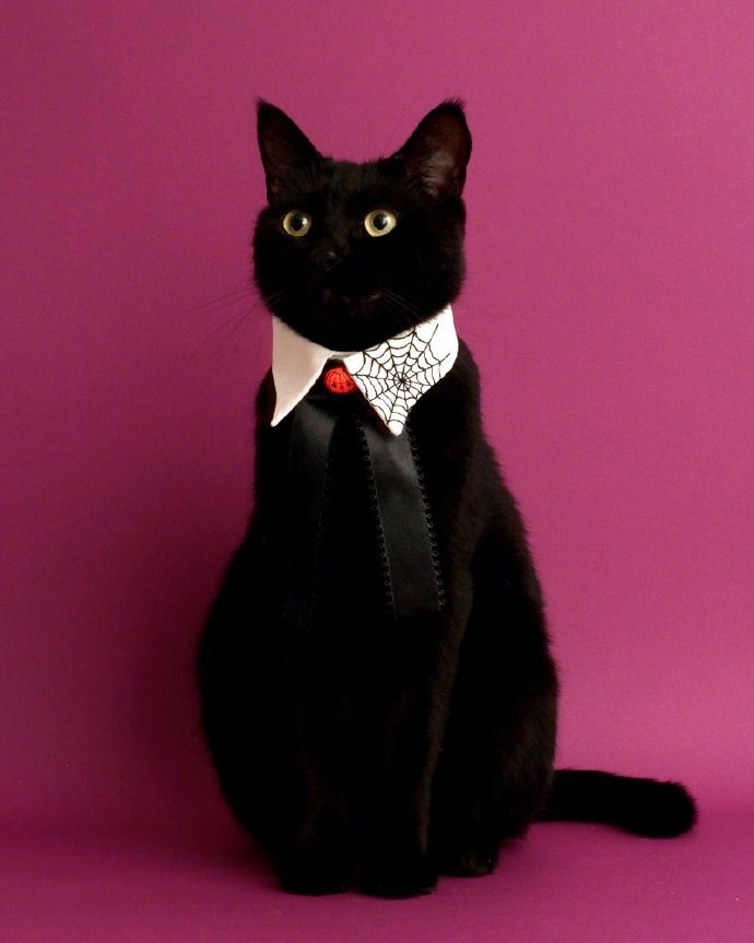 点击大图看下一张：一只具有贵族气质的黑猫