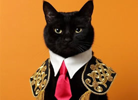 一只具有贵族气质的黑猫