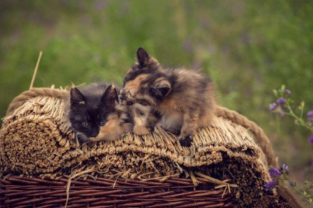 点击大图看下一张：两只可爱的小花猫