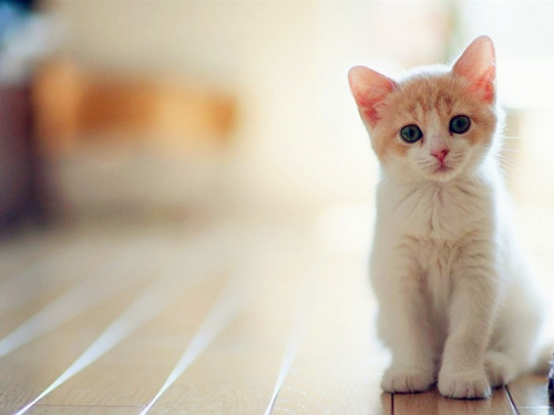 点击大图看下一张：超萌的乖乖猫咪图片