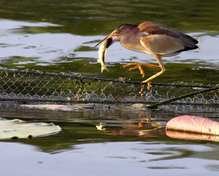 点击大图看下一张：一组水上抓鱼的小鸟图片