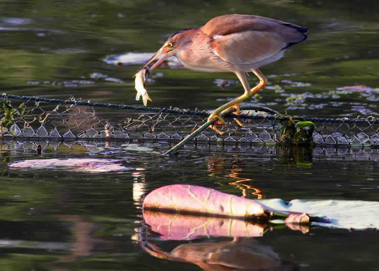 点击大图看下一张：一组水上抓鱼的小鸟图片