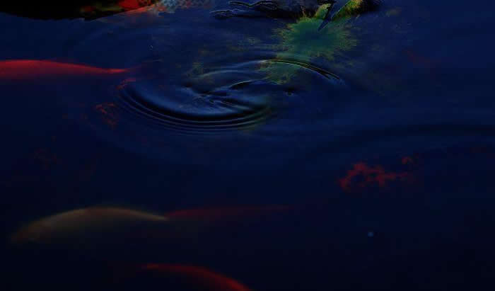点击大图看下一张：一组悠哉游哉的锦鲤图片