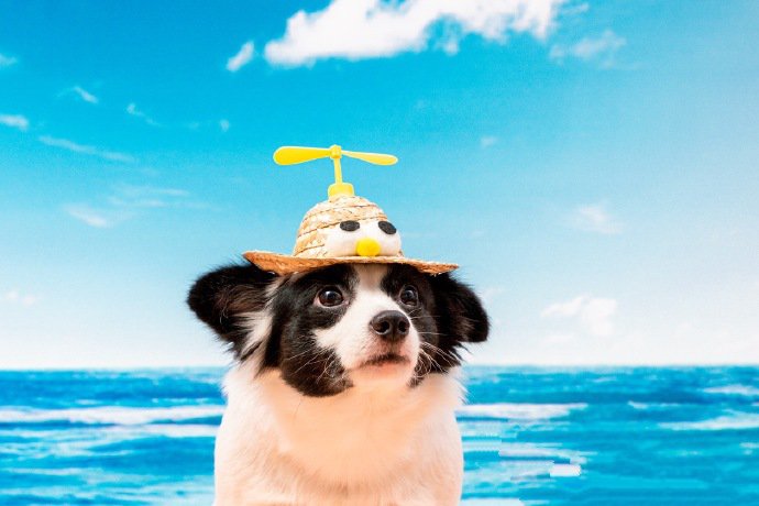 点击大图看下一张：海边度假的可爱边牧狗狗