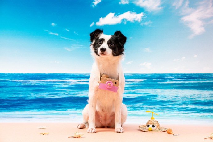 点击大图看下一张：海边度假的可爱边牧狗狗