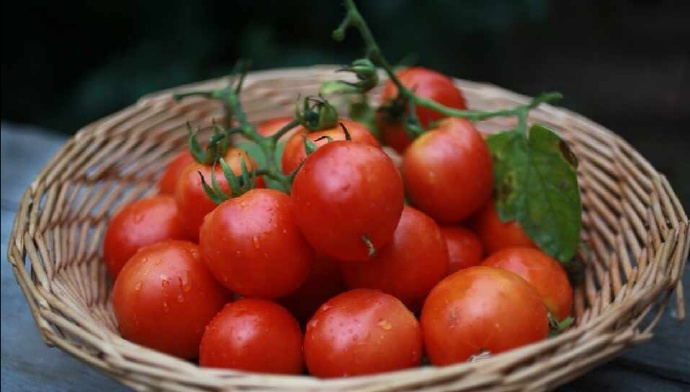 点击大图看下一张：一串串超级新鲜的小番茄图片