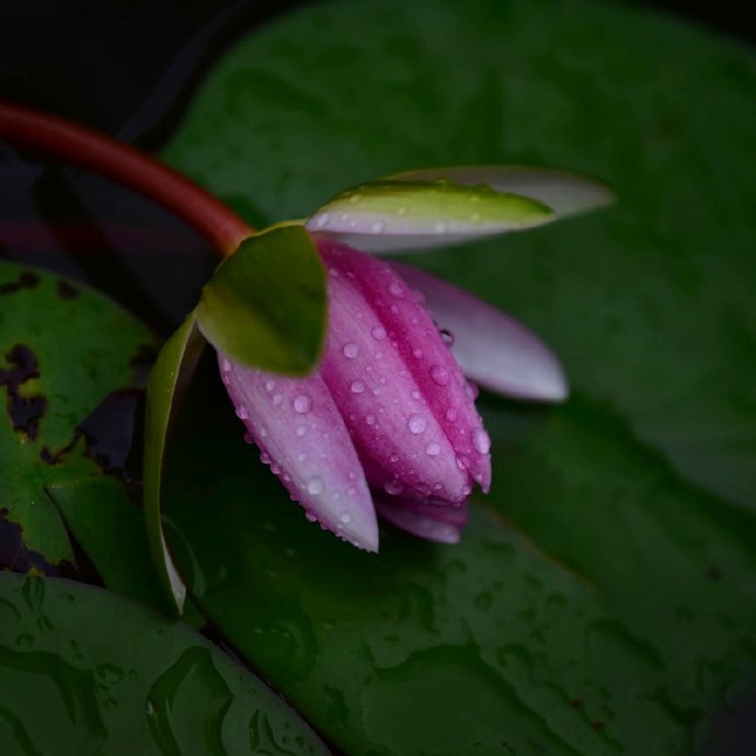 点击大图看下一张：一组雨后莲花图片欣赏