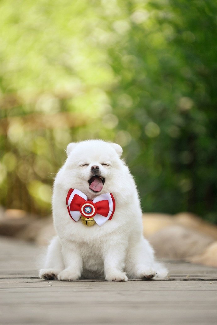 点击大图看下一张：一组爱笑可爱的狗狗图片