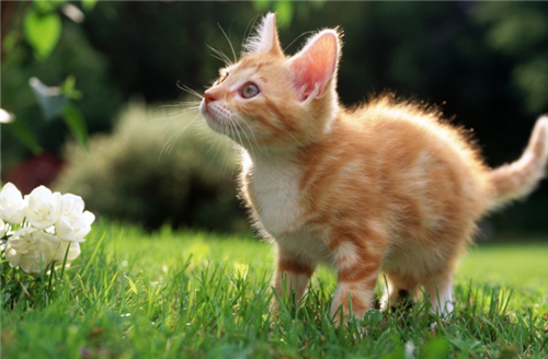 点击大图看下一张：超级漂亮的可爱猫咪