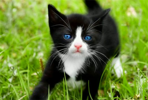 点击大图看下一张：超级漂亮的可爱猫咪