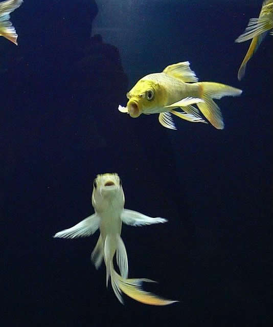 点击大图看下一张：一组欢乐的金鱼图片