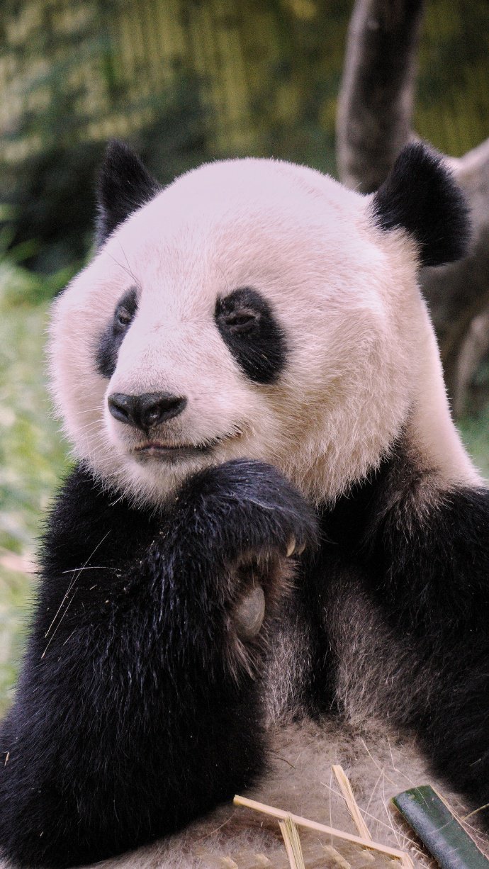点击大图看下一张：一组憨厚可爱的大熊猫图片