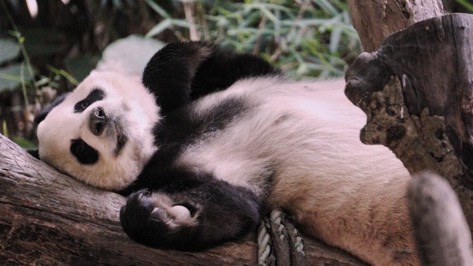 点击大图看下一张：一组憨厚可爱的大熊猫图片
