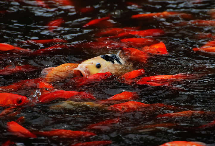 点击大图看下一张：欢快摆动的鲜红锦鲤图片