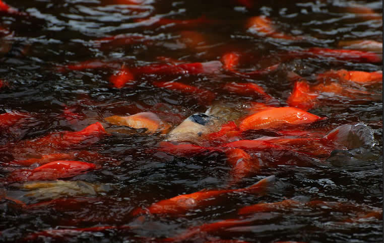 点击大图看下一张：欢快摆动的鲜红锦鲤图片