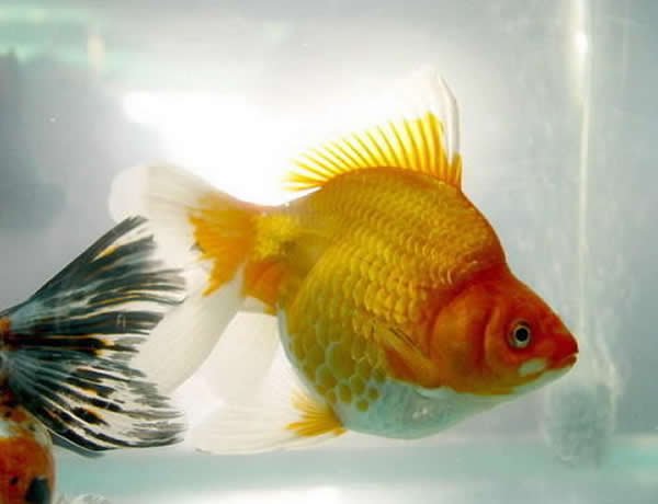点击大图看下一张：美丽多姿的金鱼