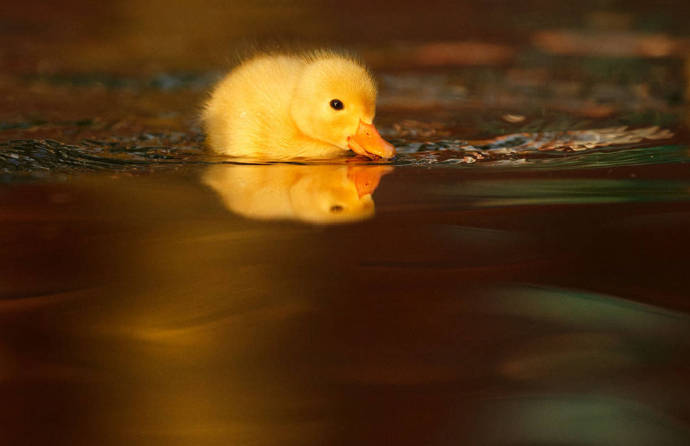 点击大图看下一张：一组超可爱小只的小黄鸭图片
