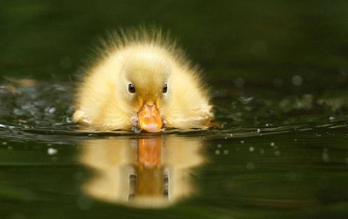 点击大图看下一张：一组超可爱小只的小黄鸭图片