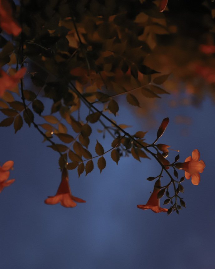 点击大图看下一张：寂静夜空下的凌霄花图片