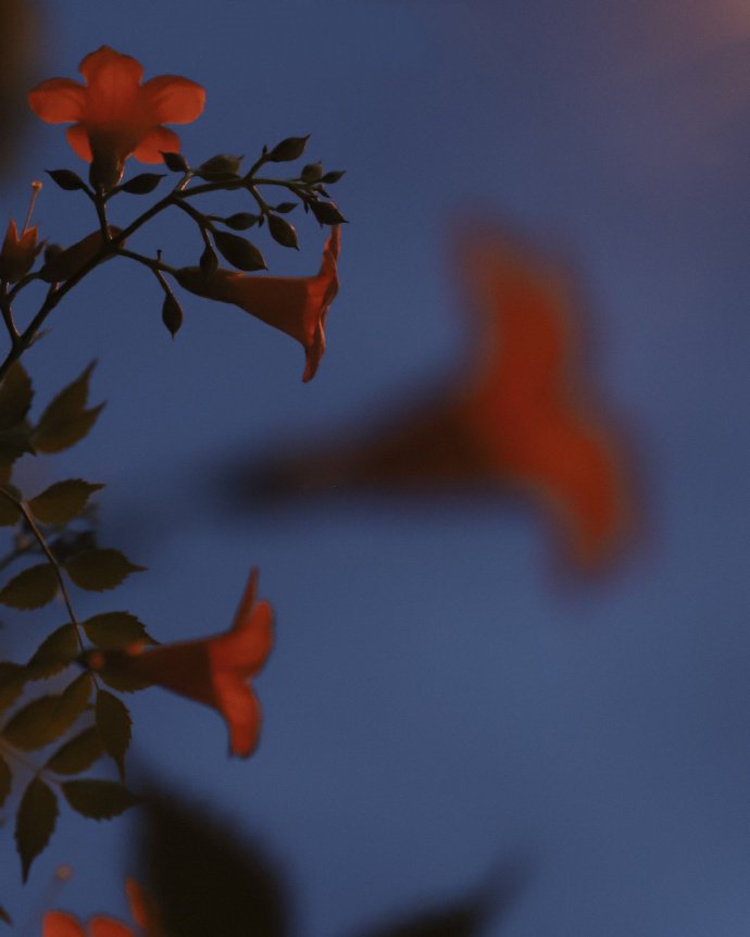点击大图看下一张：寂静夜空下的凌霄花图片