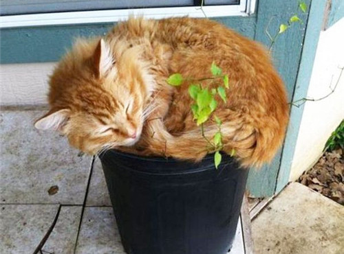 点击大图看下一张：花盆里的可爱猫咪