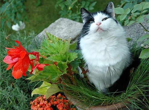点击大图看下一张：花盆里的可爱猫咪