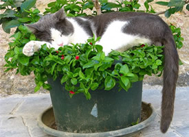 花盆里的可爱猫咪